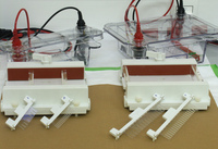 Cubetas de electroforesis Sub-Cell GT Mini y Wide Mini (BioRad)